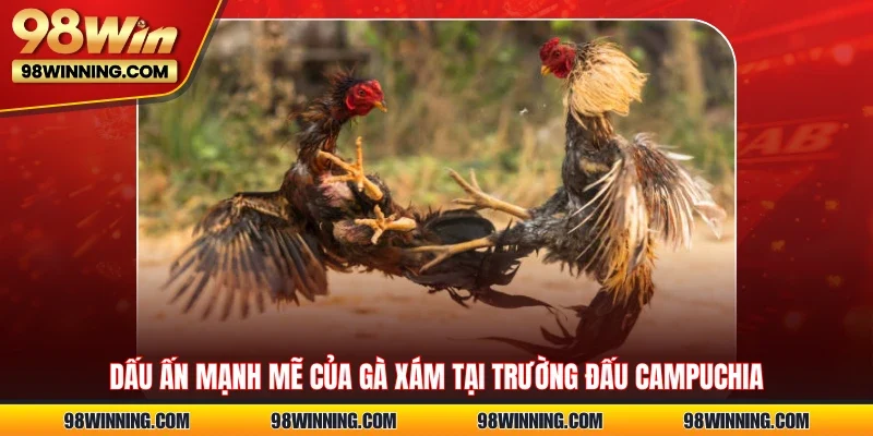 Dấu ấn mạnh mẽ của gà xám tại trường đấu Campuchia