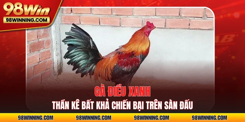 Gà Điều Xanh - Thần Kê Bất Khả Chiến Bại Trên Sàn Đấu