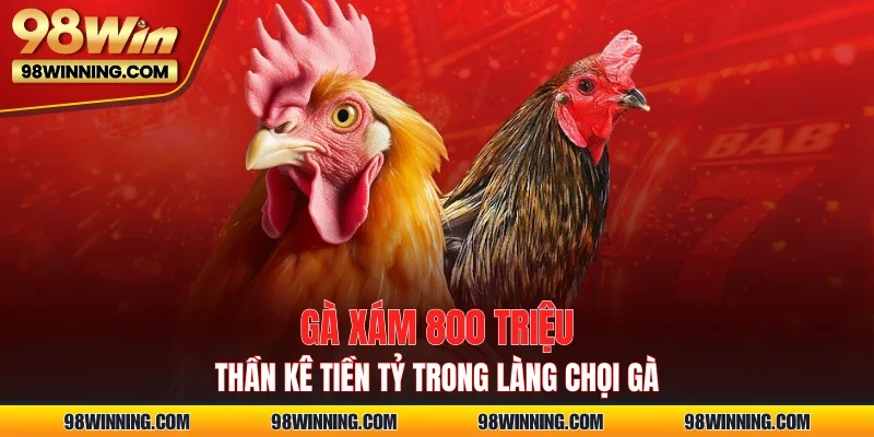 Gà Xám 800 Triệu - Thần Kê Tiền Tỷ Trong Làng Chọi Gà