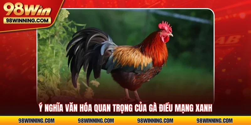 Ý nghĩa văn hóa quan trọng của gà điều mạng xanh